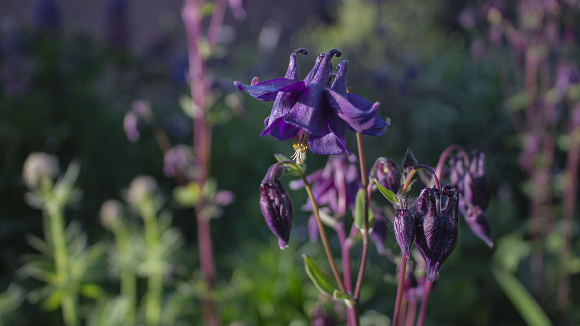 Akeleje