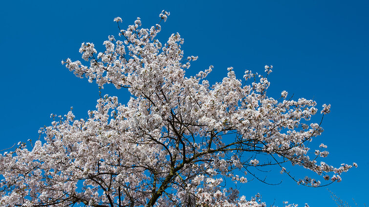 Moreltræ dækket af hvide blomster