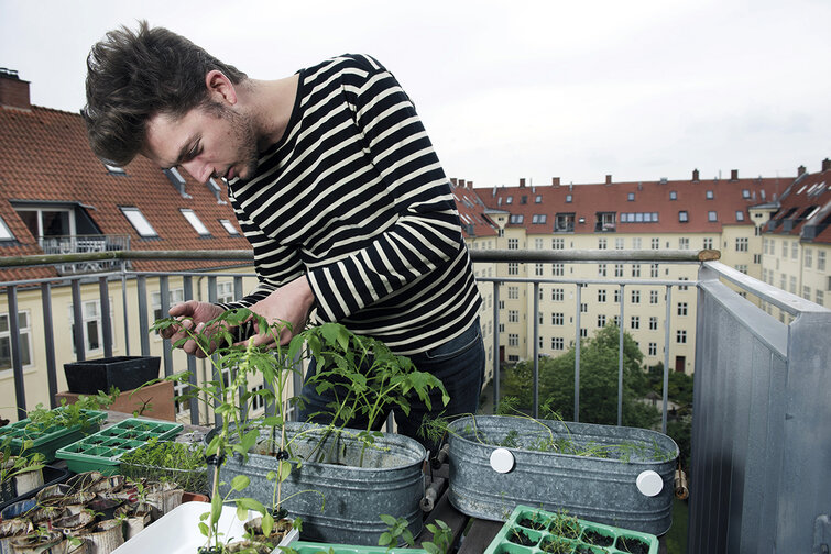 Mand inspicerer tomatplante i krukke på altan