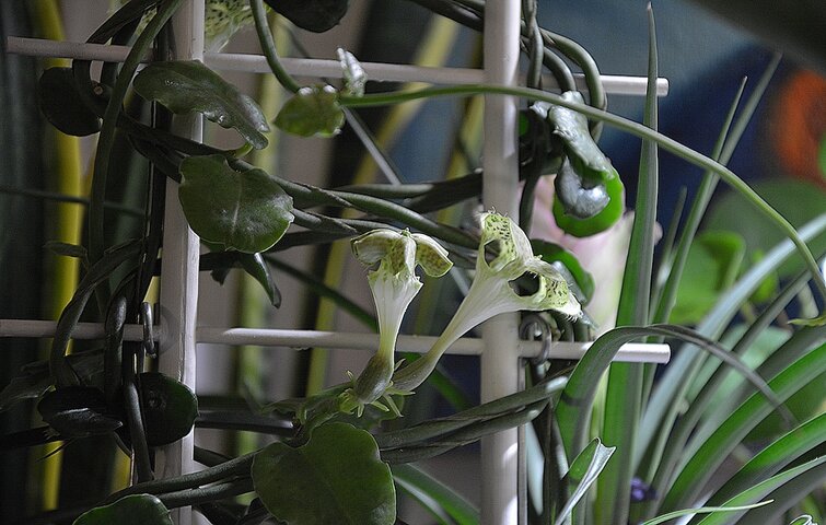 Nærbillede af planten faldskærm i blomst