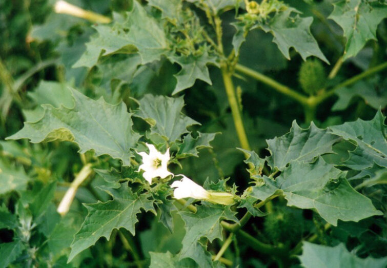 Pigæble (Datura stratonium)