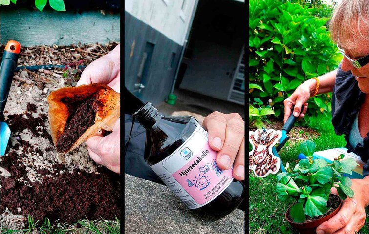 Tredelt billede med kaffegrums, hjortetaksolie og grøn plante