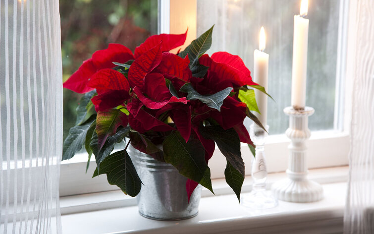 juleplanter pasning julestjerne
