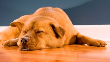 Sådan vælger du gulv, når du har hund eller kat