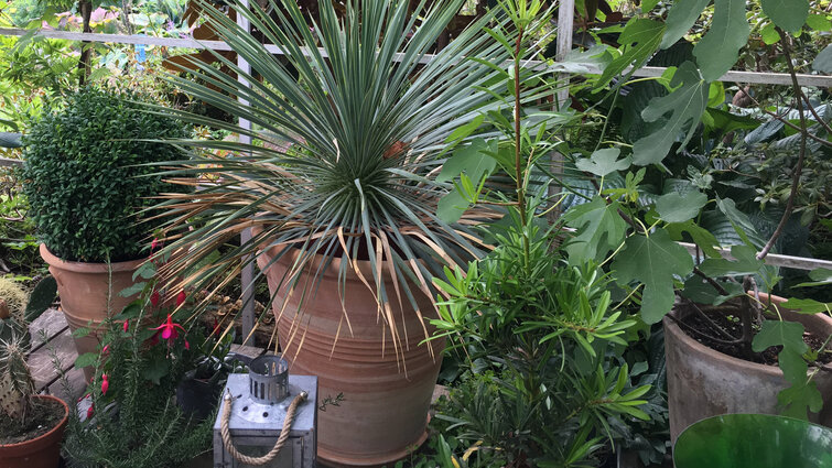 Grønne planter i krukker på terrasse
