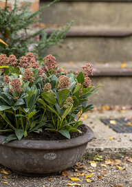 Skimmia