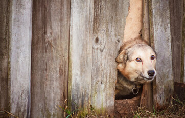 Gullig hund kigger ud gennem et hul i plankeværk