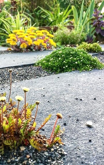 Trædebregne (Letinella Squalida) sylbladet firling (Sagina subulata) og pudret stenurt (sedum spathulifolium 'purpureum') plantet i fuger mellem fliser