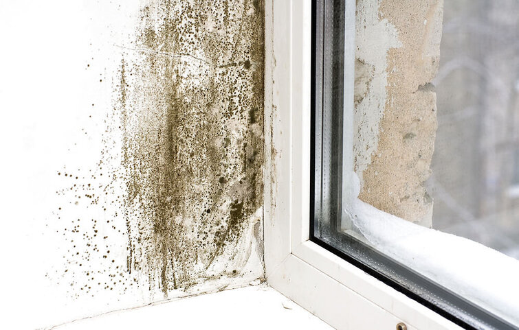 sådan finder du ud af om der er skimmesvamp i huset. Vindue med skimmelsvamp.