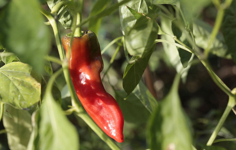 Chiliplante med aflang rød chilifrugt