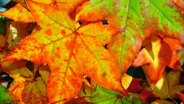 Acer