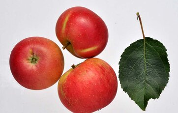 Discovery æblesort