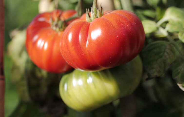 røde og grønne tomater på tomatplante