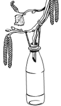 Illustration af tapning af birkesaft
