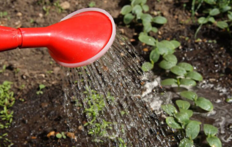 Plantevanding. Plantevanding.