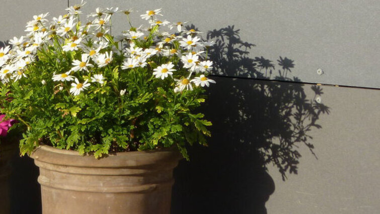 Marguerit i lysebrun terrakotta-krukke