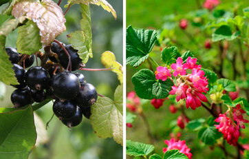 Ribes bærbuske. Solbærbusk og ribsbusk i blomst