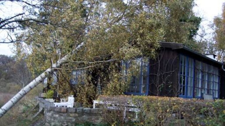 træ væltet efter storm