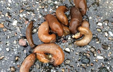 Spredning af nematoder hos dræbersnegle foregår via kannibalisme.