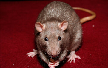 Rotte