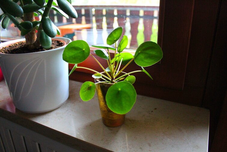 Planten pilea i vindueskarm