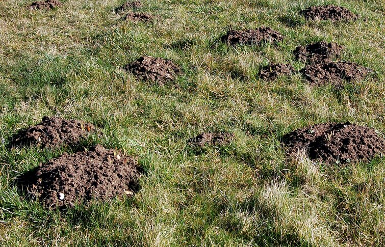 Græsplæne med mange muldvarpeskud