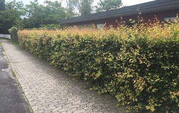 Bøgehæk klar til klipning
