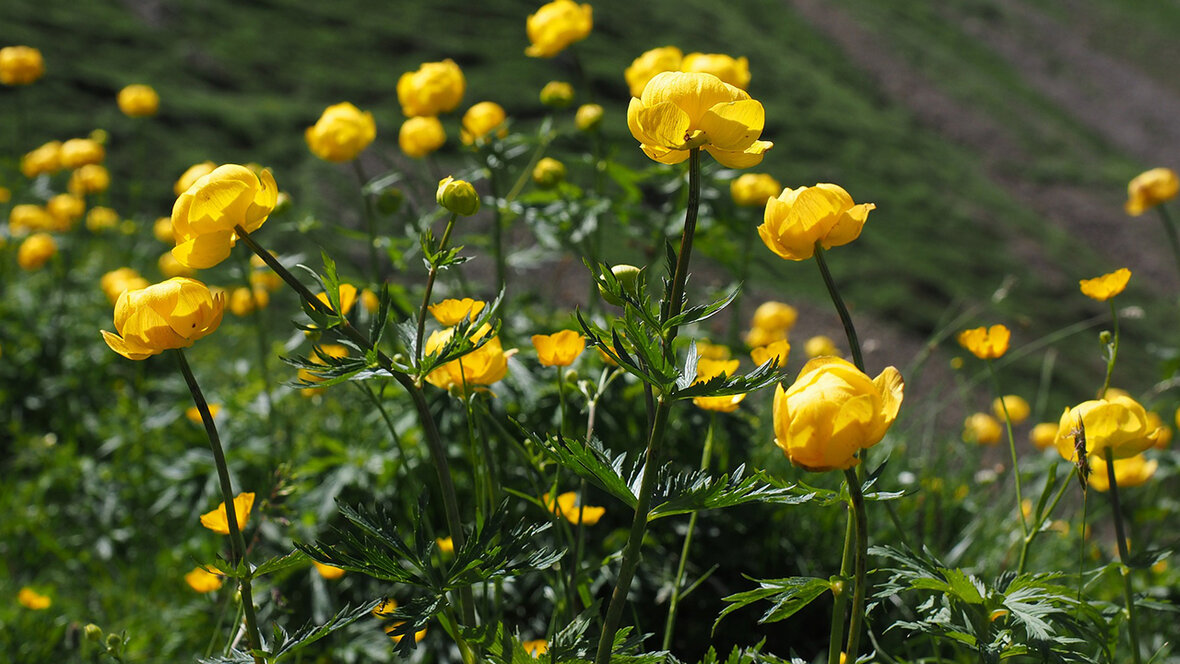 Engblomme