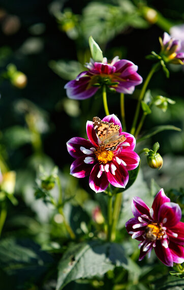 En have fuld af dahlia blomster