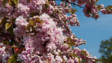 Japansk kirsebær, prunus serrulata kazan, i blomst