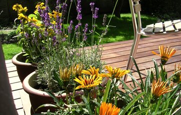 Mange planter kan sagtens trives i krukker og potter.