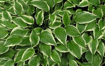 Hosta i surbundsbed