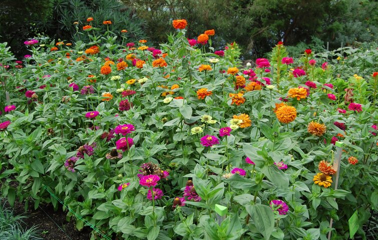 Zinnia, frøkenhat