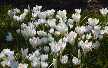 Hvide krokus i blomst på en græsplæne