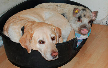 Gris og hund i hundekurv