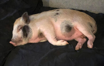 Mille sover på et tæppe på sofaen