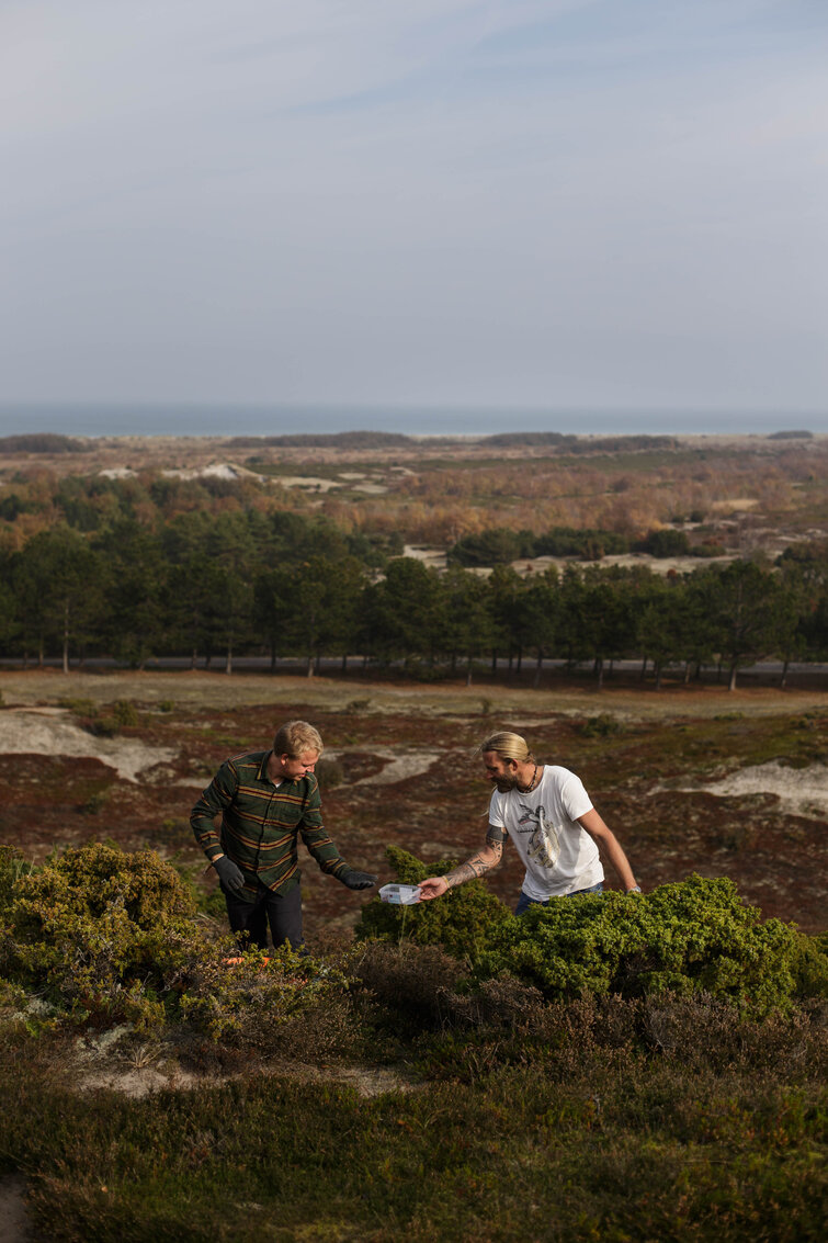 Jakob Kjærgaard og Thøger Dixgaard plukker enebær af enebærbuske