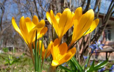 Få blomsterløg til at blomstre tidligt Hvis du skærmer de første spæde krokusskud med grangrene blomstrer planten tidligere.