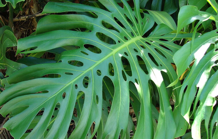 Nærbillede af blad fra planten fingerfilondendron