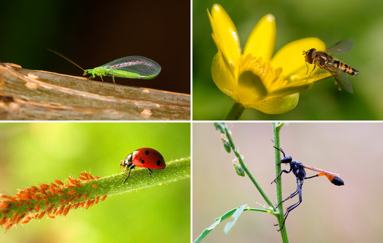 Guldøje, svirreflue, mariehøne og bladlus, snyltehveps. Fotos: Bigstock.com