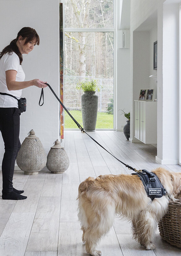 Hunden Buster leder efter væggelus
