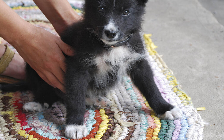 hunde love regler husdyr kæledyr