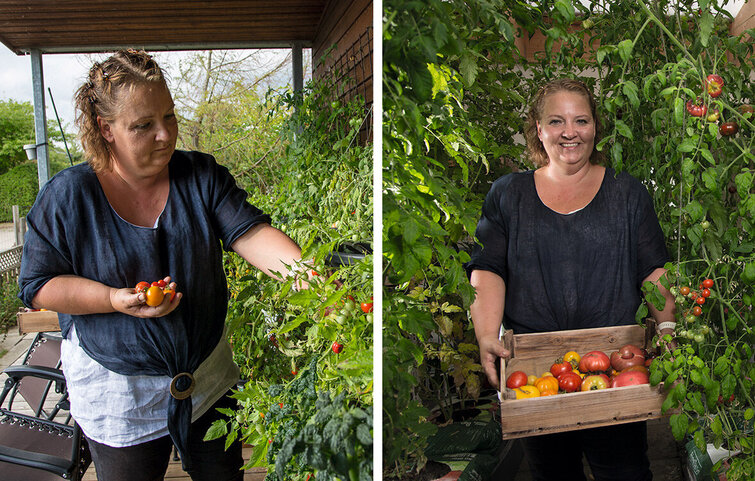 Charlotte Riis Engelbrecht plukker tomater fra sine tomatplanter