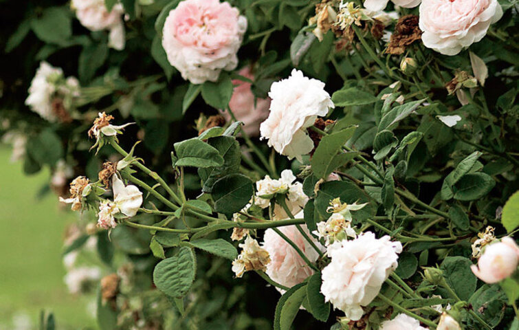 Rosenbusk med hvide roser i blomst