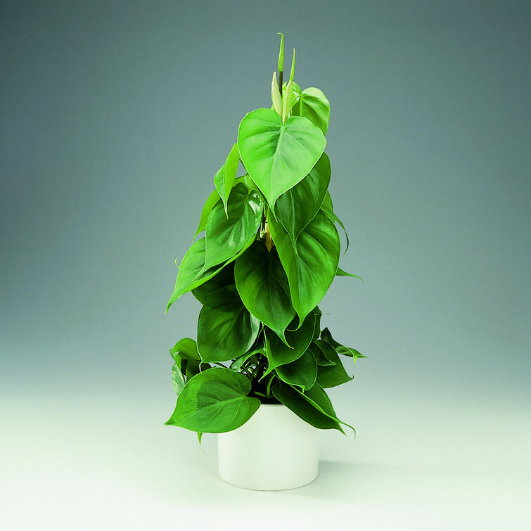 Hjertefilodendron - philodendron er en god plante til badeværelset