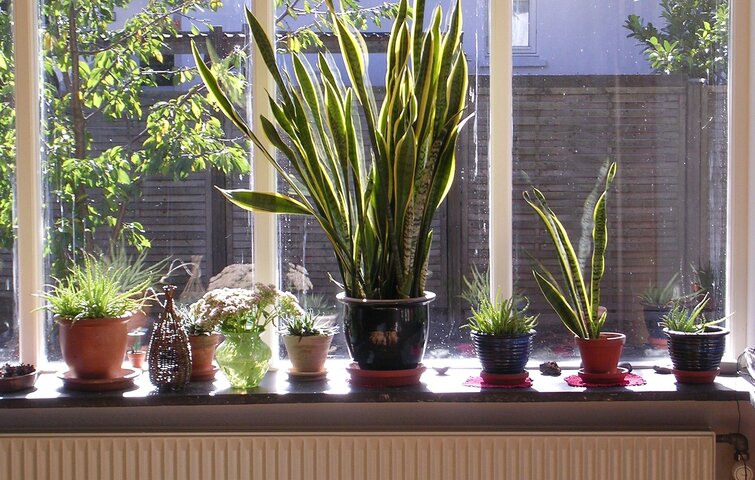 Hvilke planter er godt for indeklima?