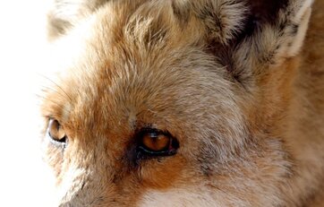 ræv Nærbillede af rød ræv (vulpes vulpes)