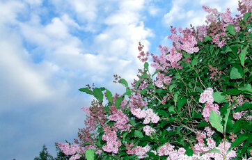 En syrenhæk er særlig flot, når den blomstrer sidst i maj.
