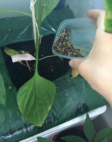 Nyttedyrene placeres ved planten og skal selv finde vej til bladlusene. Foto: Rikke Berg Fieschi