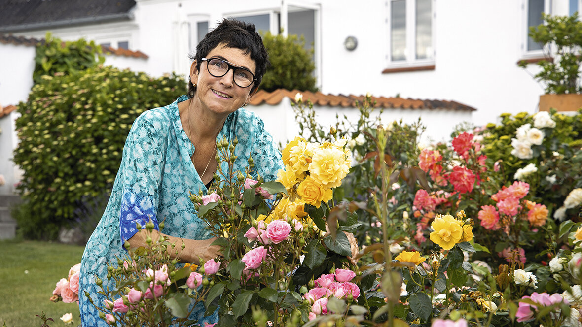 Roseforædleren Rosa Eskelund ved siden af nogle af sine mange roser